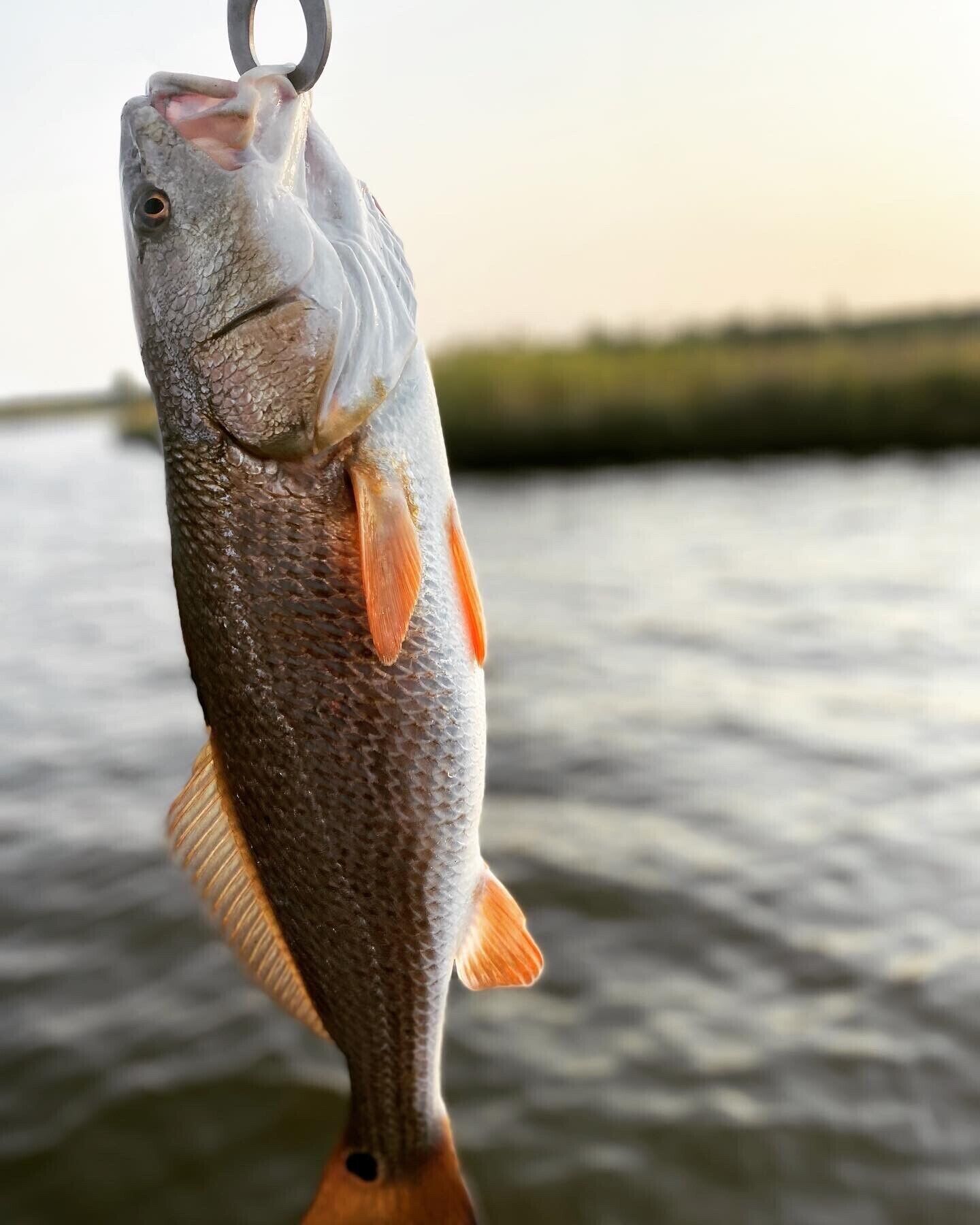 Kala, jota pidetään kiinni koukulla.
