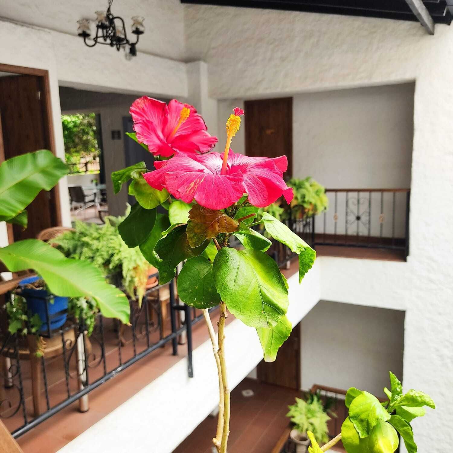 Foto - Casa del Hidalgo Hotel Cali Centenario