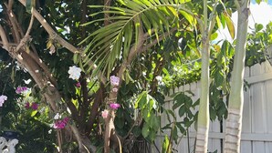 A garden with various plants and flowers, including a palm tree and a flowering plant with pink blossoms. - Tequesta/Jupiter Pool Home close to Beaches and Dining. 2 miles to the beach. (Tequesta)