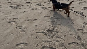 Ein Hund an der Leine geht über einen sandigen Strand, im Hintergrund das Meer und Fußspuren.