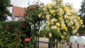 Un jardín con diversas plantas florecientes y una bicicleta apoyada en una cerca.