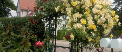 A garden with a variety of flowering plants and a bicycle leaning against a fence.