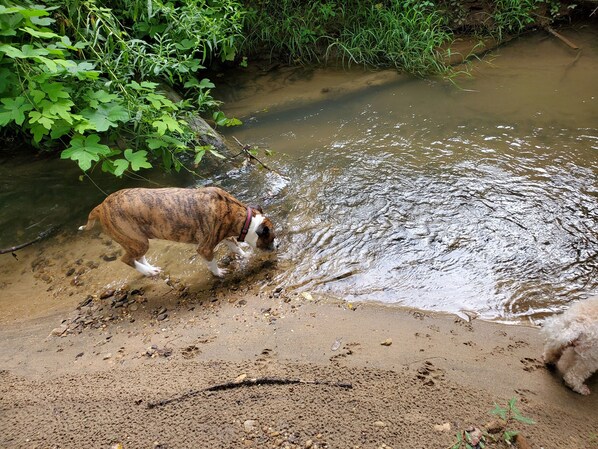 A dog walking through shallow water near a sandy area with greenery in the background. - Eagle's Nest by Table Rock. Perfect for Hickers, Cyclers, and Swimmers. (Sunset)