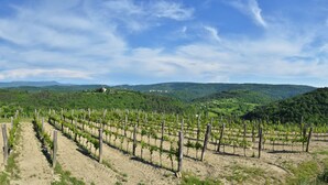 A vineyard with rows of grapevines, a clear sky, and distant hills. - Small house "BreadLady" (Koper)