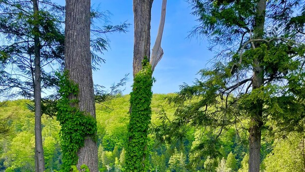 A wooden deck with potted flowers and a clear view of a lake surrounded by trees. - Enjoy the beautiful views of the Muskegon River near Hardy Dam and Dragon Trail (Newaygo)