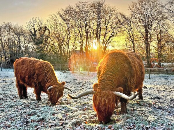 Two Highland cattle grazing in a frosty field with a sunset in the background.