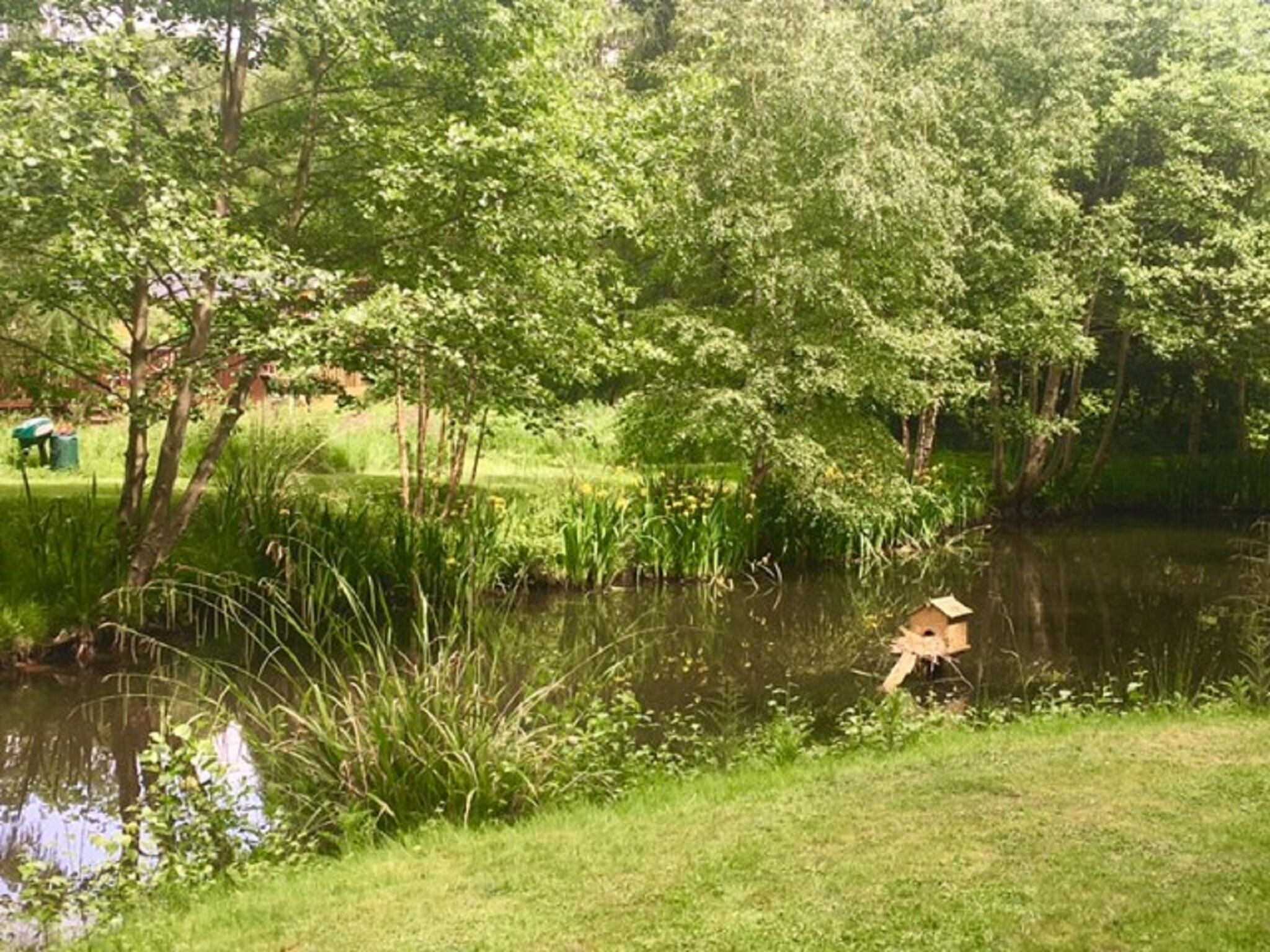 A pond surrounded by lush greenery and trees.