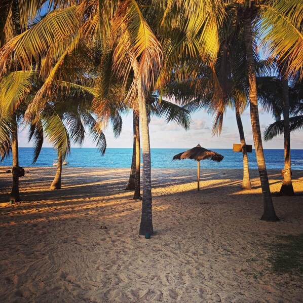A beach with palm trees and a thatched umbrella.