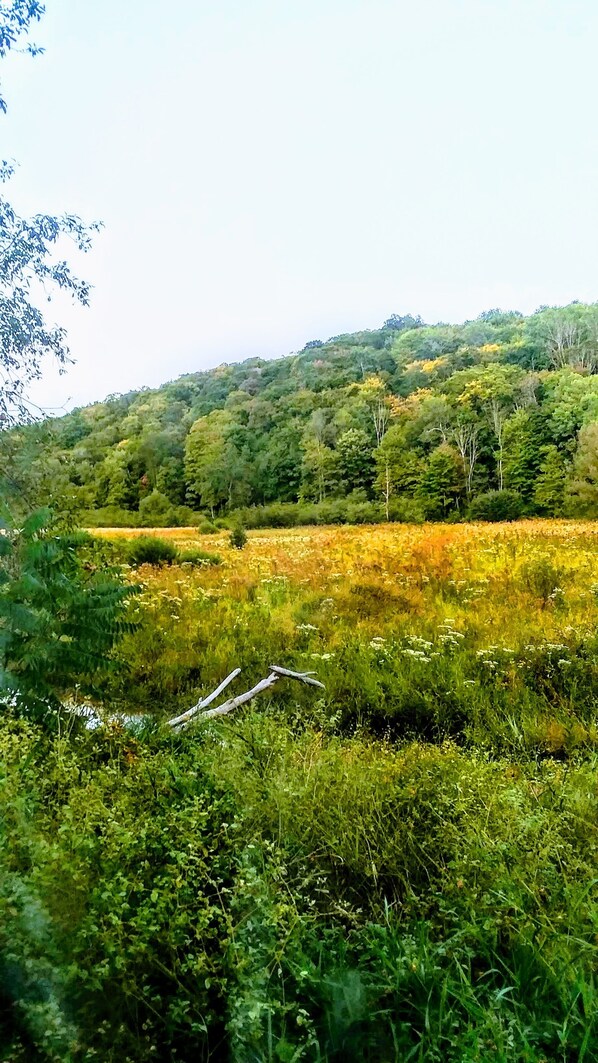 Property grounds - ShineOn Valley- Back Bottom Camp (Conewango Valley)
