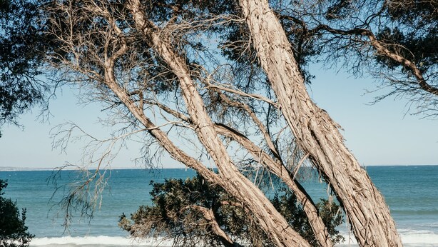 Un arbre au tronc tordu et aux branches qui s’étendent au-dessus d’une plage, avec l’océan en arrière-plan.