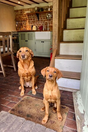 Two dogs sitting on a rug in a kitchen with brick walls, a wooden chair, and a staircase.