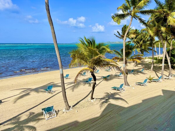 A beach with palm trees and blue lounge chairs.