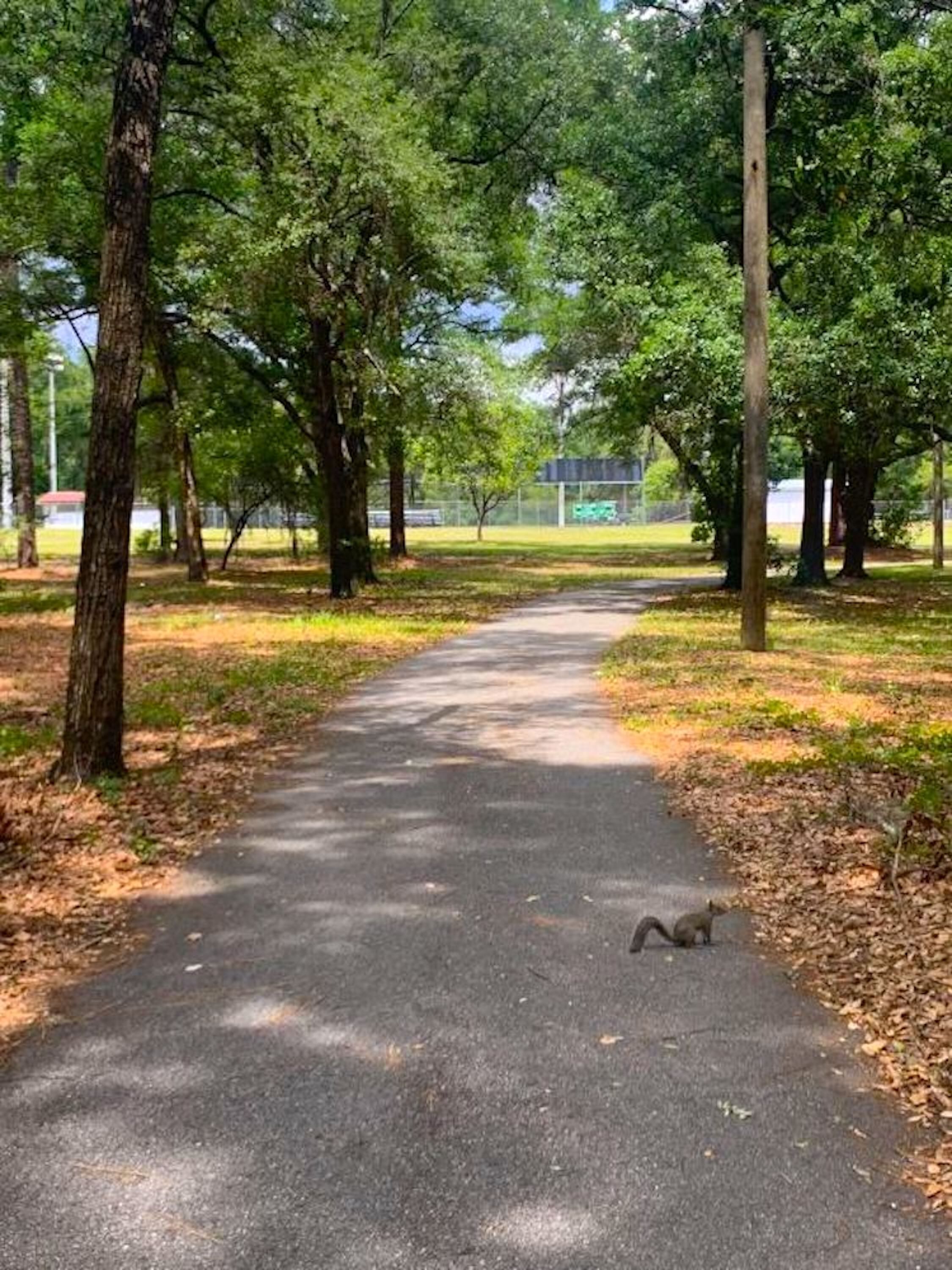 A paved pathway in a park with trees on both sides.
