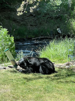 Property grounds - Streamside dream with hot tub (Idaho Springs)