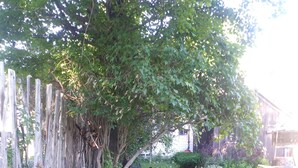 A garden with a variety of plants and a wooden fence.
