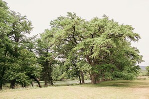 A natural landscape with a variety of trees and a grassy field.