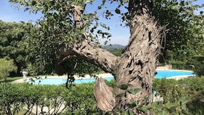 A tree with a large trunk and dense foliage, a swimming pool, and a clear sky. - LE MASSIF TROPEZIEN (Le Plan-de-la-Tour)