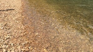 A riverbank with clear water, pebbles, and dense green trees.