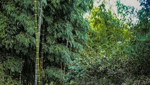 A narrow stone pathway surrounded by dense bamboo and ferns, leading through a lush, green forested area. - Room with 2 double beds (COMBIA)