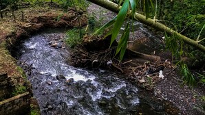 A natural stream with a fallen tree over it, surrounded by dense greenery. - Room with 2 double beds (COMBIA)