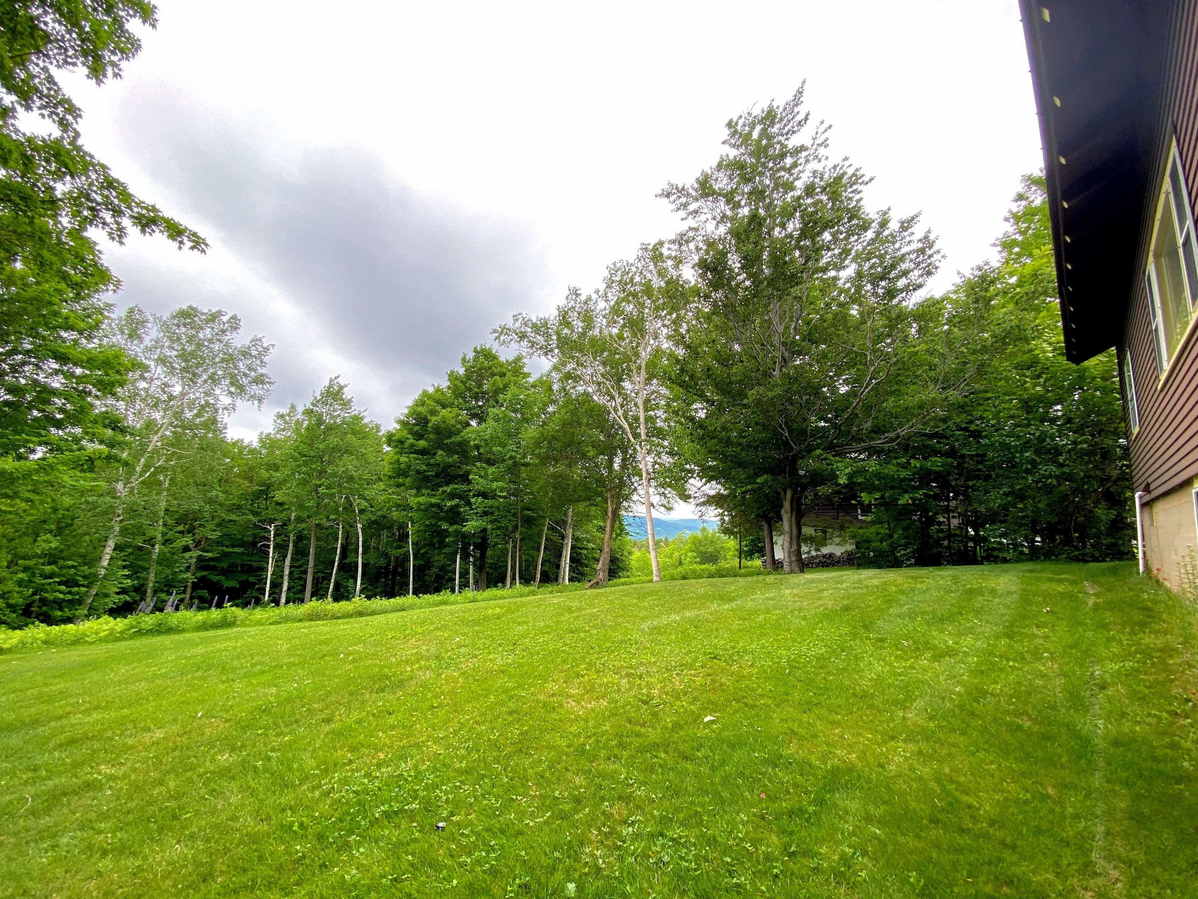A grassy yard with trees and a building.