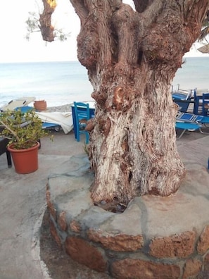 Property grounds - Beach Front Apartments (Sitia)