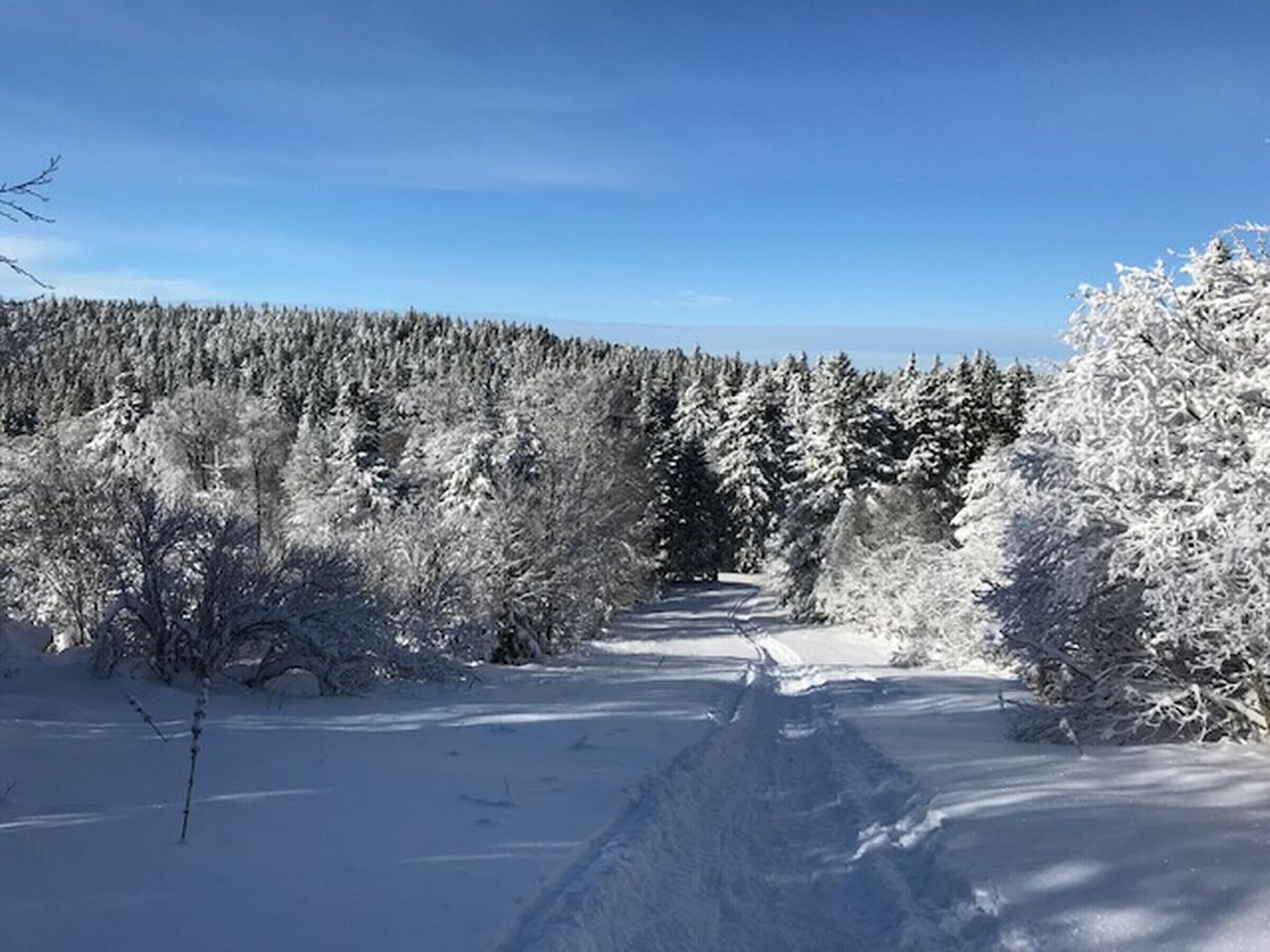 A snow-covered forest path with dense trees on both sides.