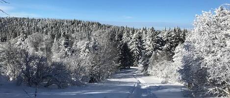 A snow-covered forest path with dense trees on both sides.