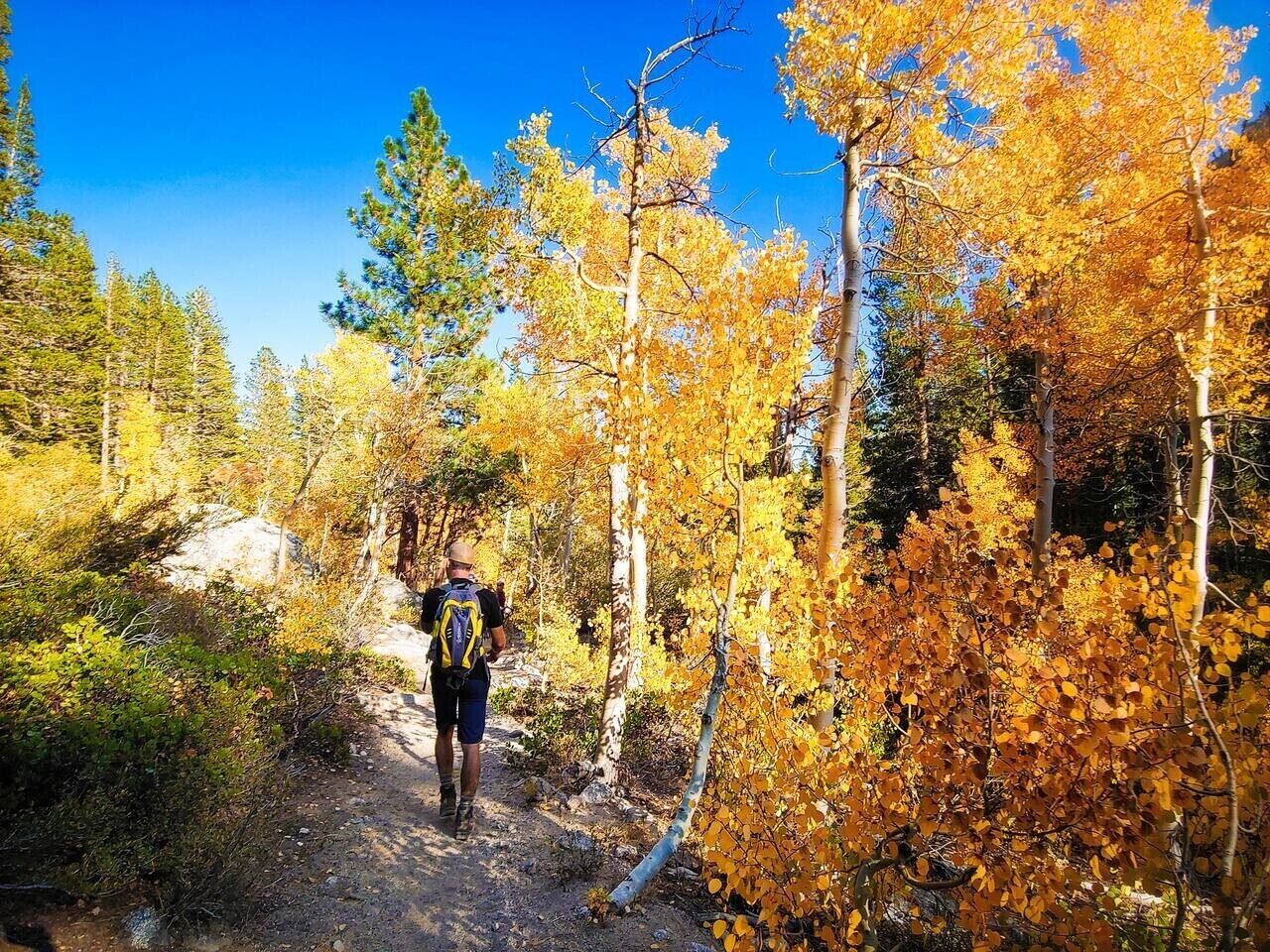 A person hiking on a forest trail surrounded by trees with autumn leaves.