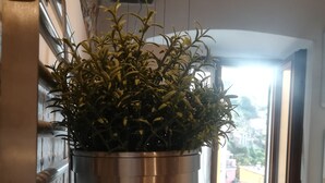 A hanging plant in a metal pot in a room with a window and a metal rack. - "Sea Drops" (CITR: 011024-CAV-0119) (Riomaggiore)