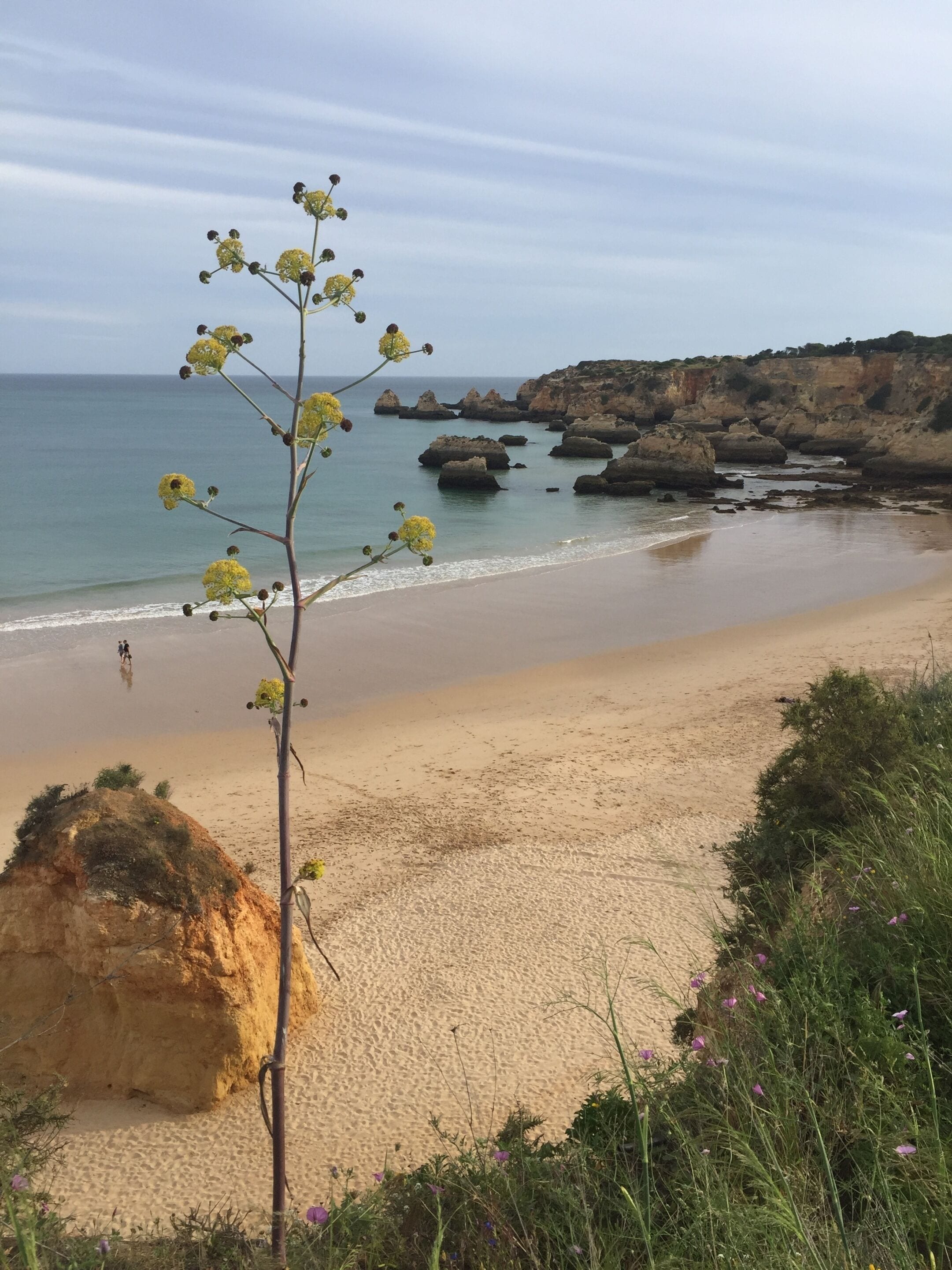 Foto - Casa Três Palmeiras