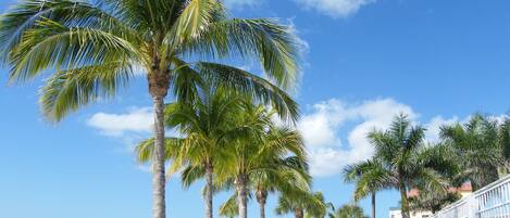 ビーチの近く、サンラウンジャー