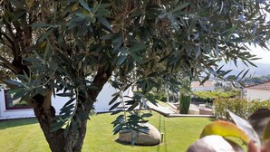 Un arbre aux feuillages denses, situé dans un espace verdoyant bien entretenu, agrémenté d’un élément décoratif en pierre et offrant une vue sur un paysage lointain.