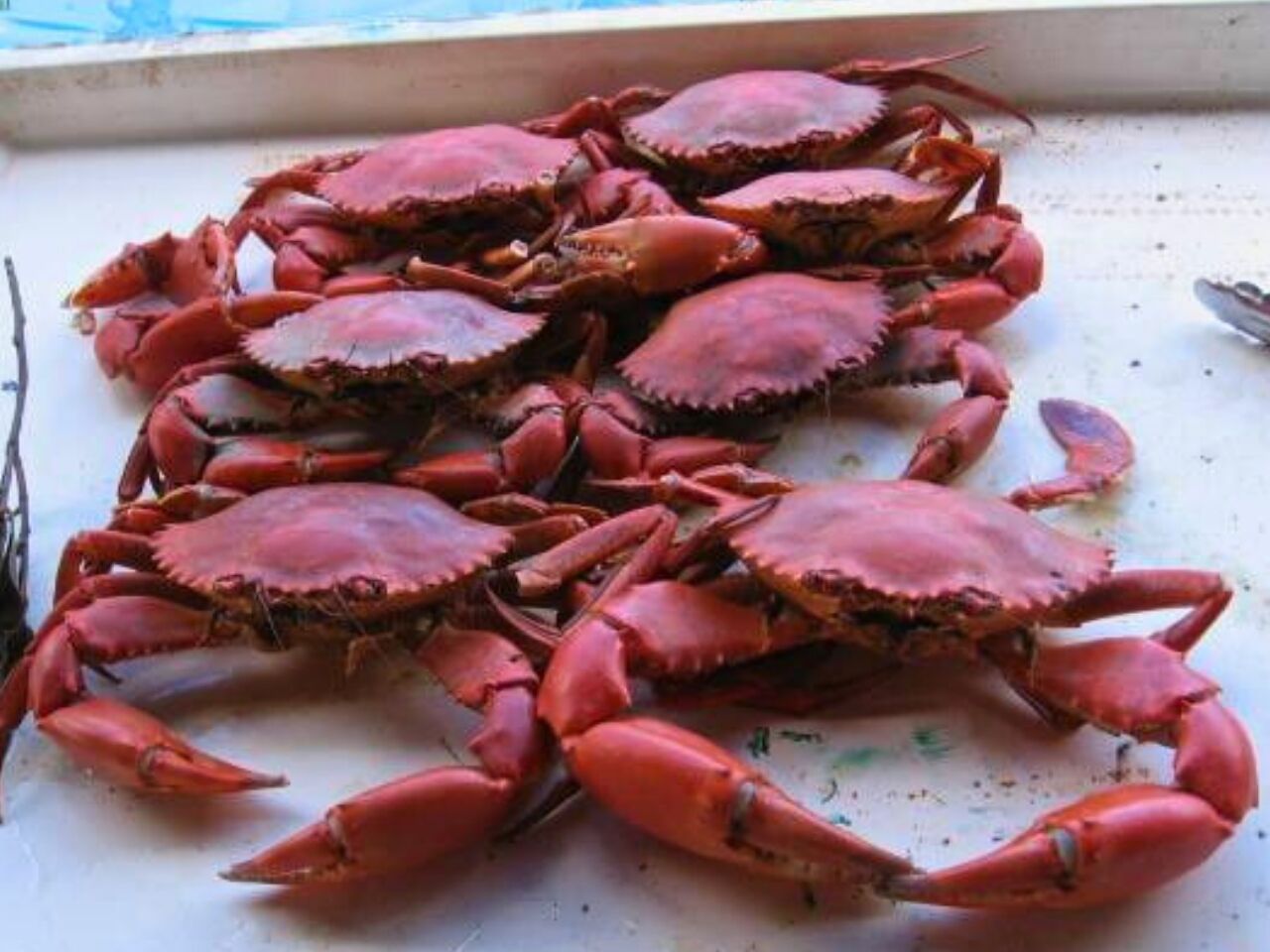 A tray of cooked crabs.