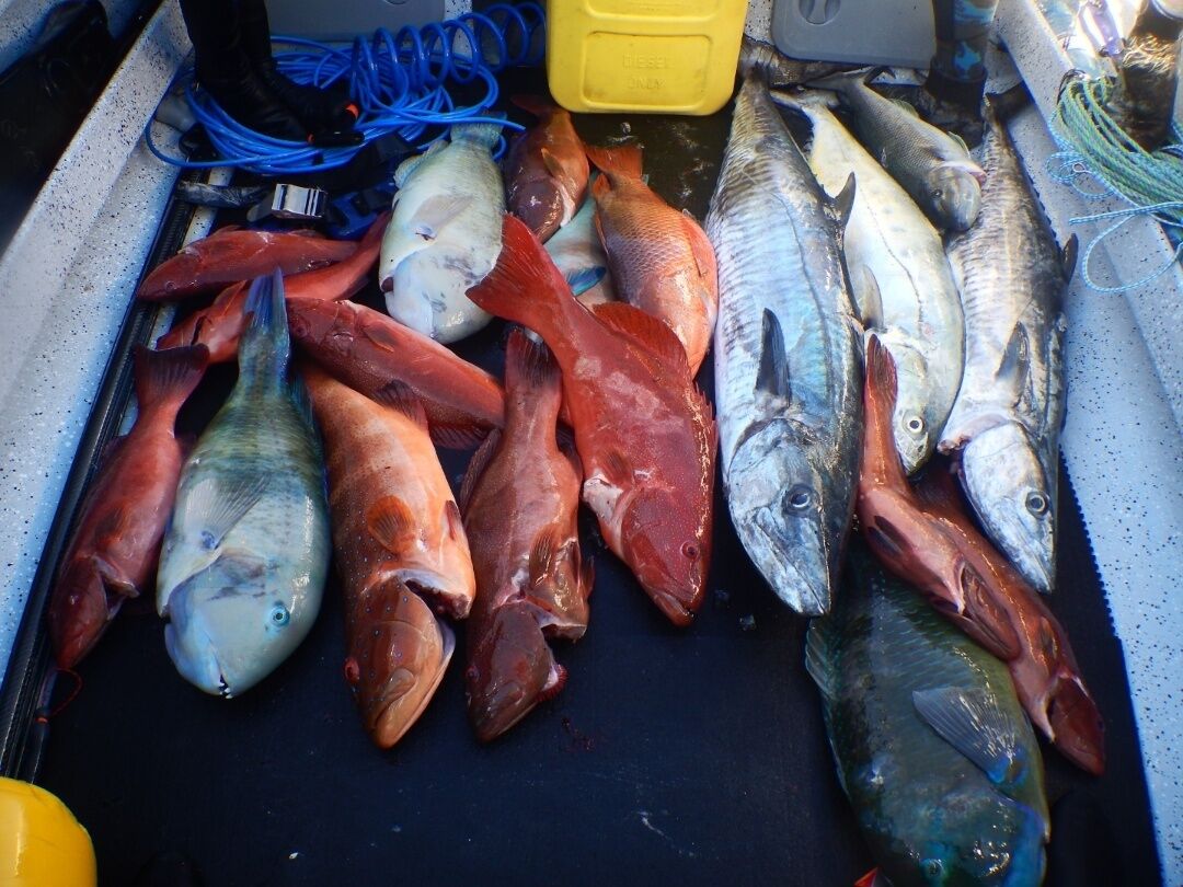 Fisk af forskellig slags udstillet på en disk.