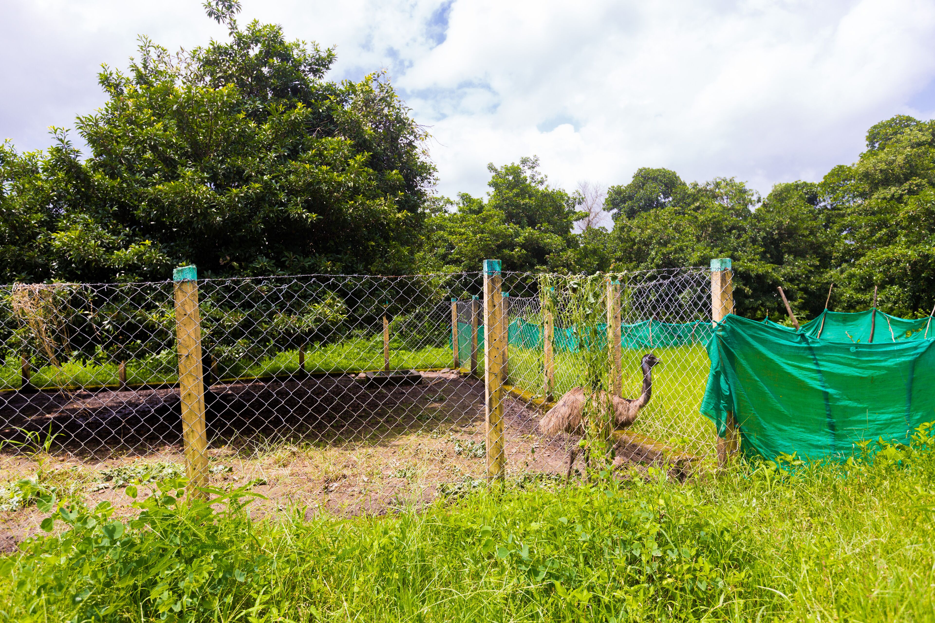 A fenced enclosure with a green tarp and a tree.