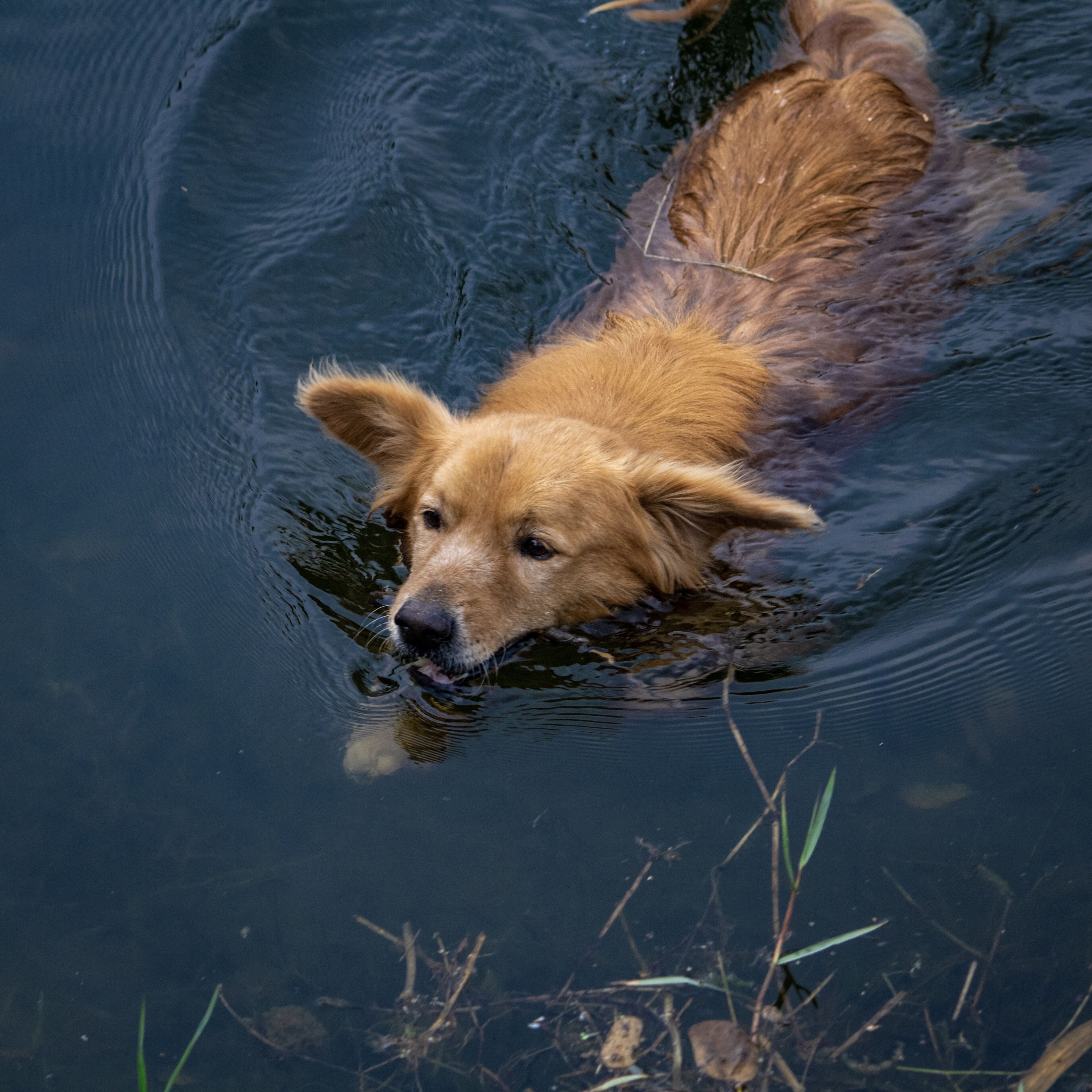 Un perro nadando en el agua.