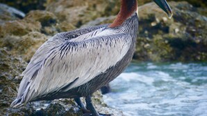 A pelican standing on rocks by a body of water. - 2 Bed South End Beachfront Condo at Popular Seawinds (Marco Island)