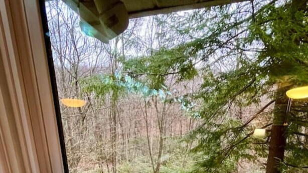 Vista desde una ventana hacia un área boscosa con un arroyo, una terraza de madera y una flor morada.