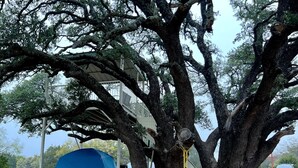 Un grand arbre avec une balançoire suspendue à l’une de ses branches, une tente bleue installée à proximité, et un escalier menant à un bâtiment blanc.