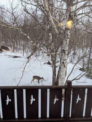 A snowy landscape with a deer and birch trees. - Wildlife Chalet - Lake View A-Frame | Barrel Sauna, Firepit, BBQ, near Lutsen (Tofte)