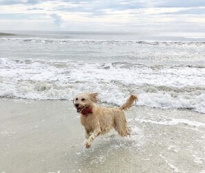En hund løber på en strand med bølger, der slår ind bagved.
