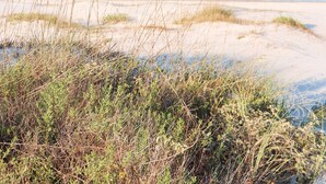 Una playa con dunas de arena y vegetación escasa.