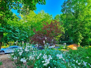 Un jardin avec des fleurs blanches, un feuillage vert et un arbre aux feuilles rouges.