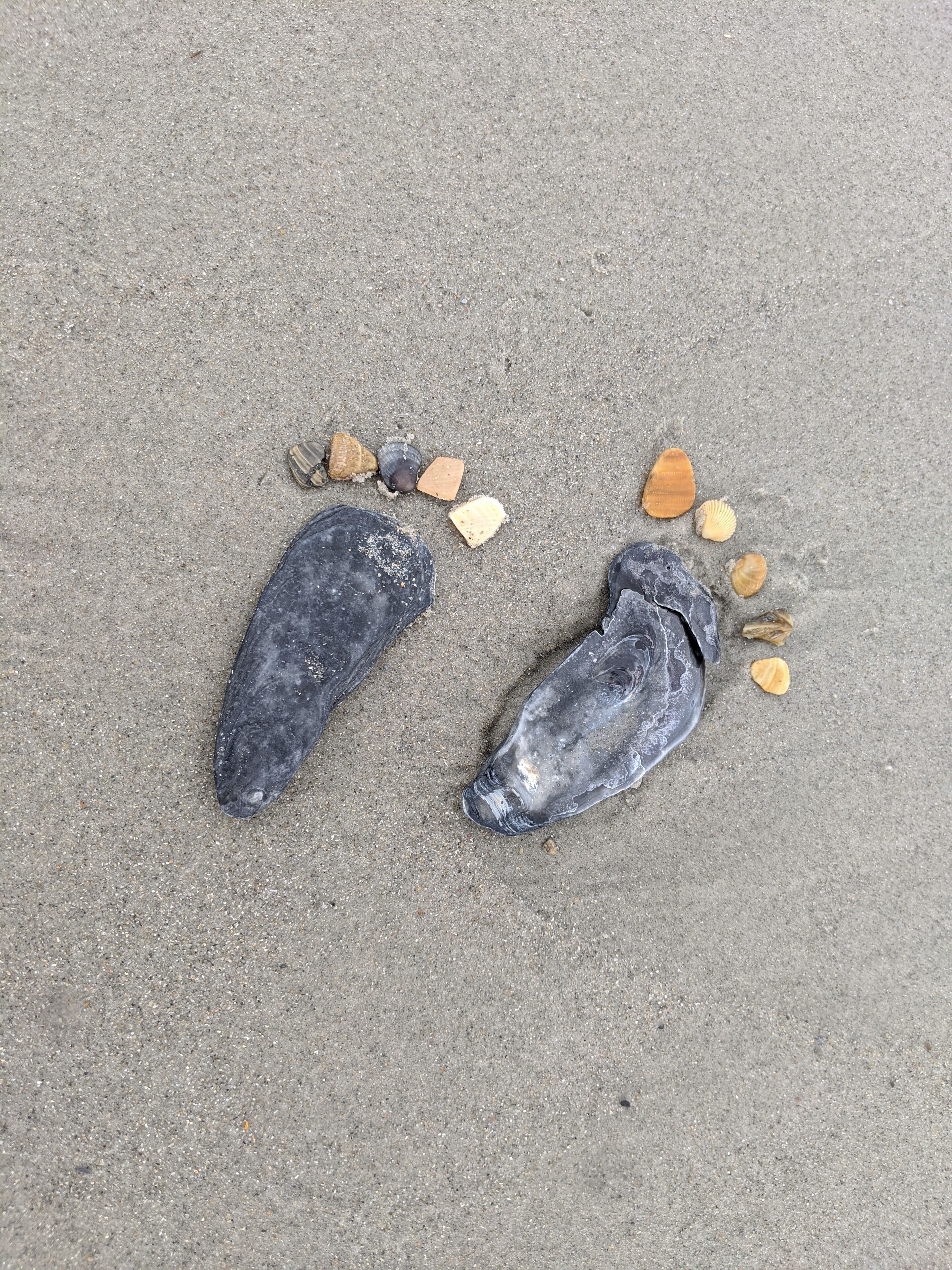 Two black objects on a sandy surface with scattered seashells around them.