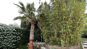 Um jardim ajardinado com palmeira, bambu e diversos arbustos.
