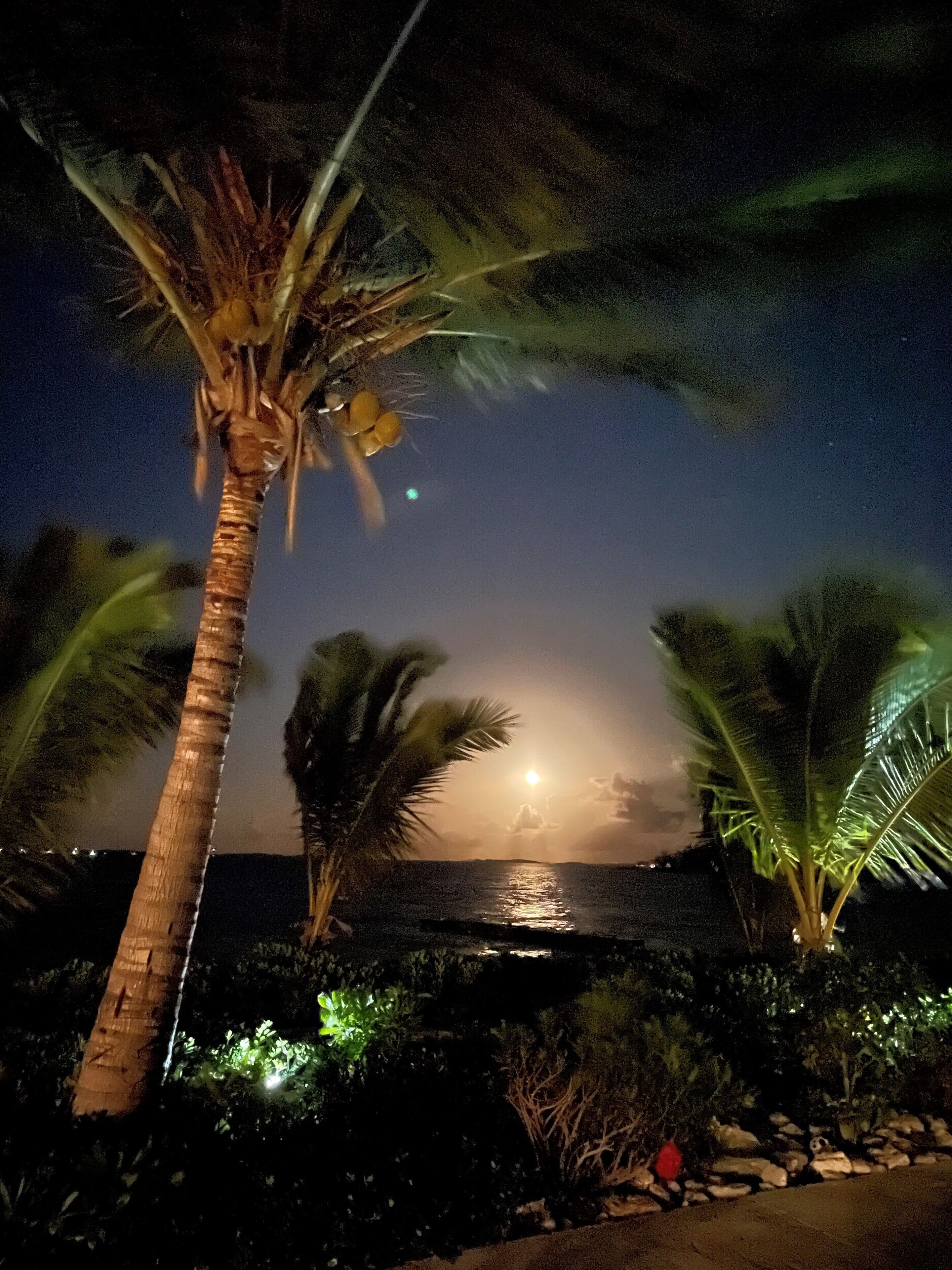 Une scène nocturne avec un palmier, une étendue d’eau et une lune visible.