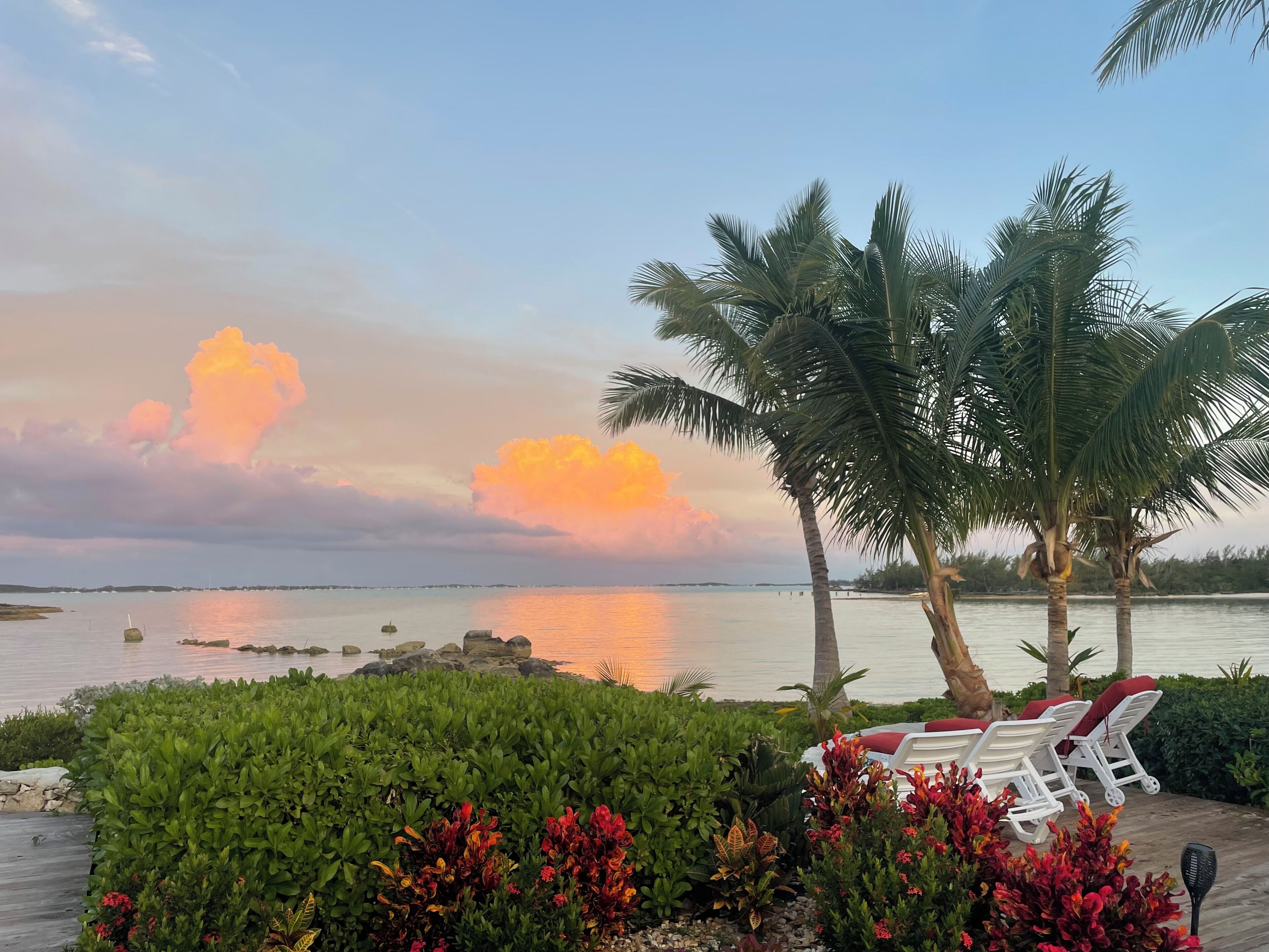 A serene beachfront setting with a row of white lounge chairs and a palm tree.
