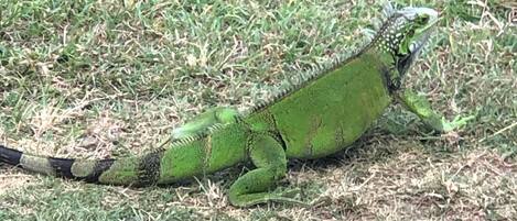 Eine grüne Leguane auf trockenem Gras.