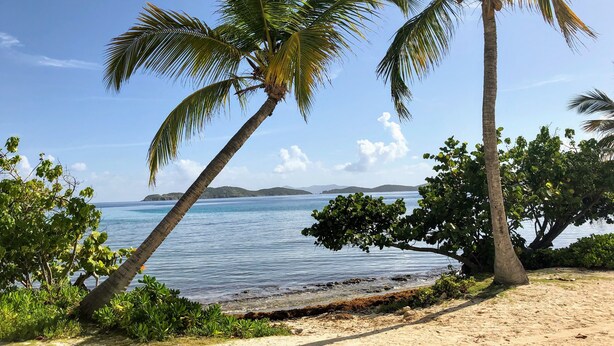 A beach with palm trees and a view of the sea.